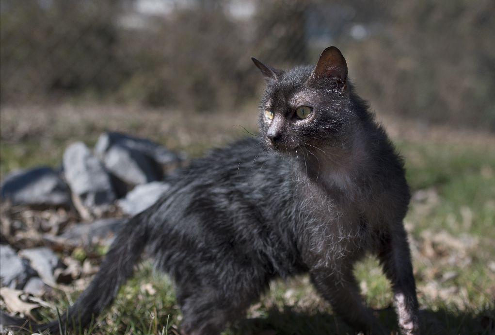 为什么说养猫的都是大户人家,养猫会暴露你的经济实力