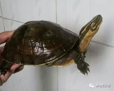 加温养龟死亡原因,为啥龟养着养着就突然死了