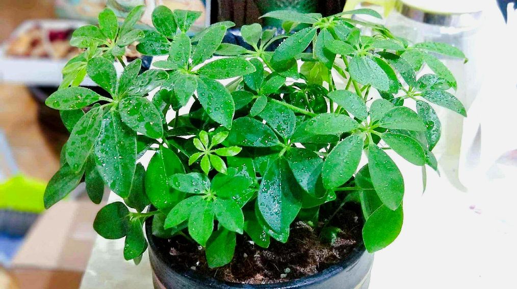 鸭掌木怎么养才开花,不会养花的人养什么绿植好