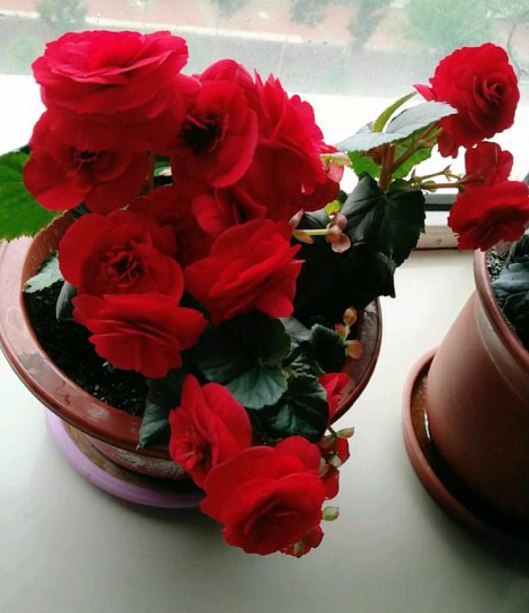 丽格海棠好看不好养?掌握正确的养殖技巧,叶绿花红养得久