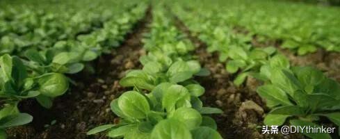 农村最赚钱的四大项目,农村冷门好项目有哪些呢