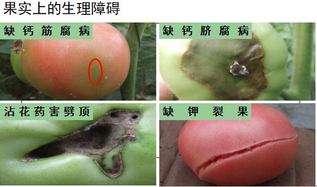 西红柿转色慢怎么解决,西红柿转色的最佳温度
