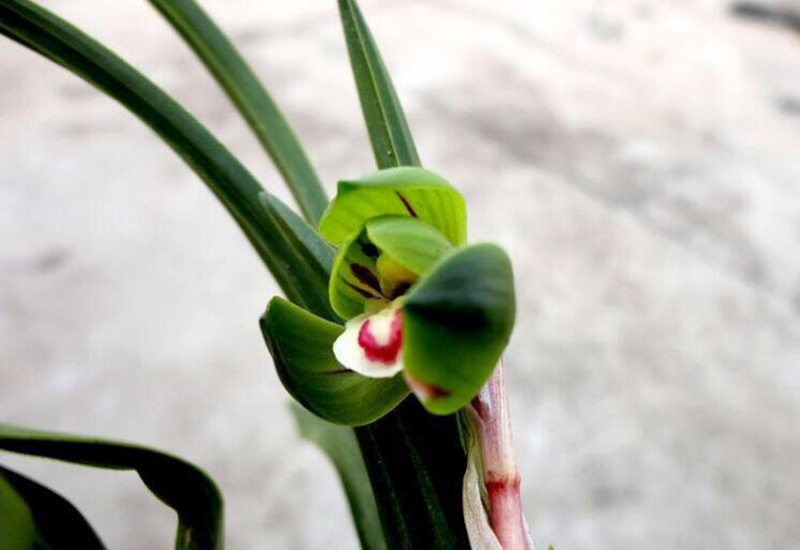 兰花叶子尖发黑是什么原因,兰花叶子底部发黑腐烂用什么药