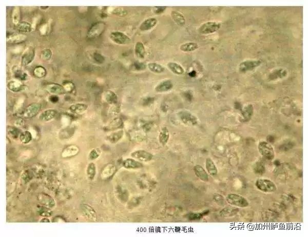 大菱鲆腹水病,水产养殖鱼肠炎病的治疗方案