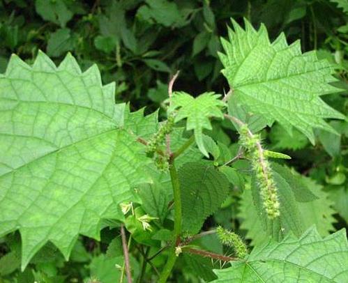 头皮长痘怎么快速解决,头皮长痘到底怎么解决