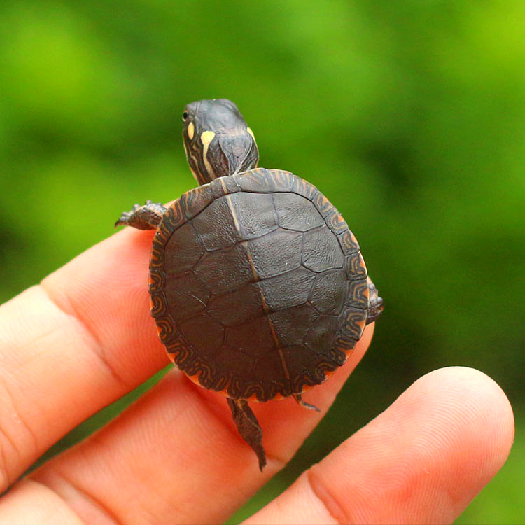 如何与小乌龟交流,怎么和怕人的小乌龟互动
