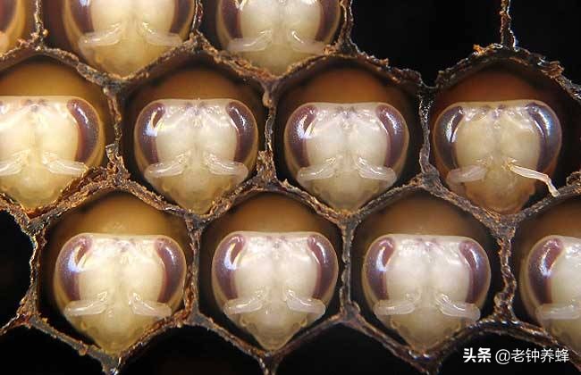 蜜蜂美洲幼虫腐臭病可以合群吗,蜜蜂幼虫腐臭病怎么治疗
