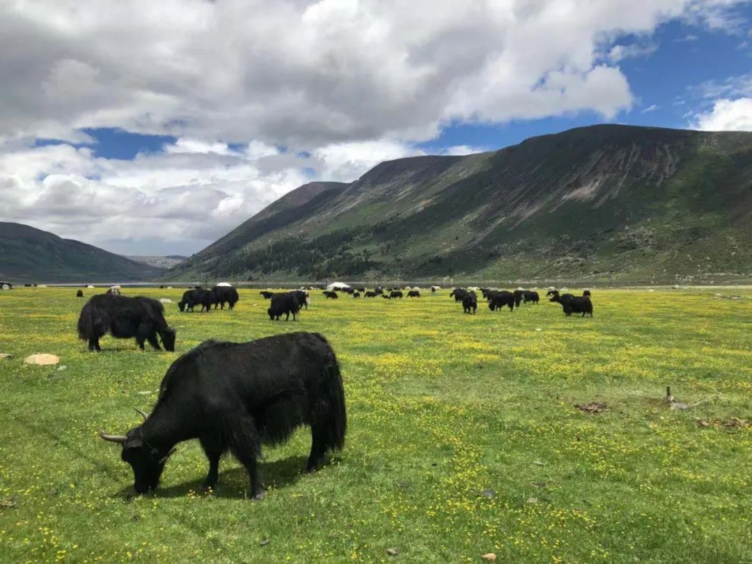 大运会雪糕,成都大运会冰淇淋