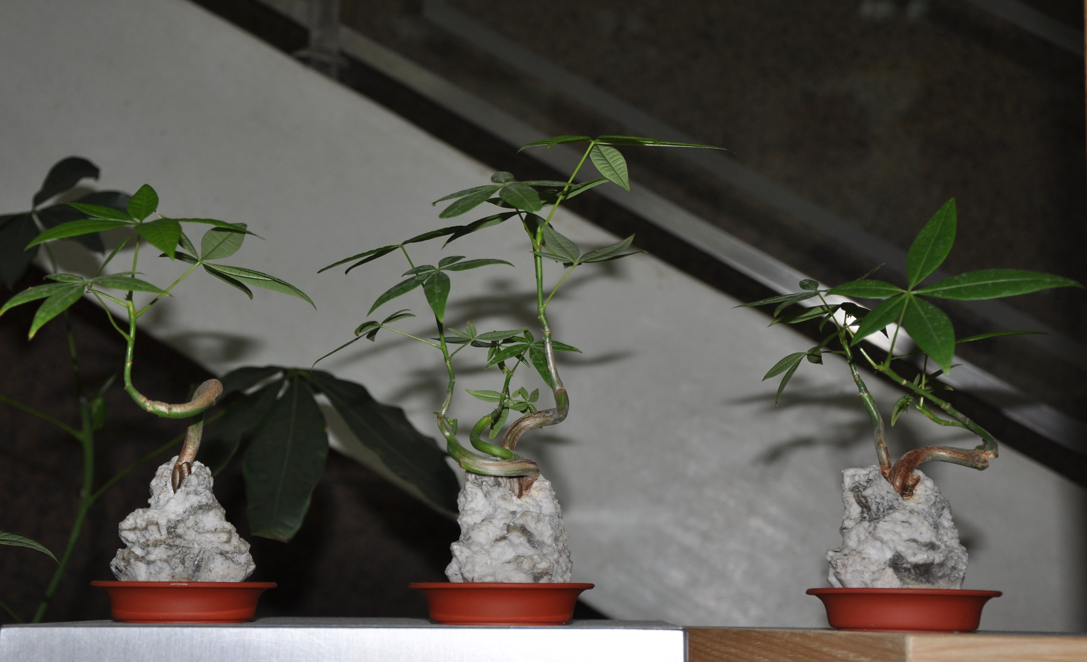 海岛龙船花室内养护,龙船花绿植盆栽怎么养