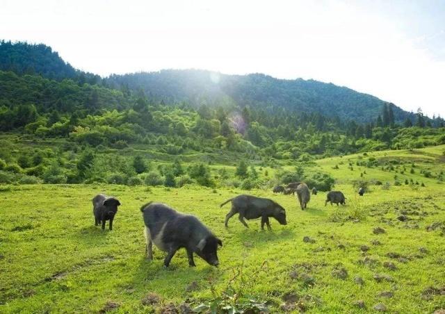 鱼翅燕窝中国的“顶级食材”？这6种才是佼佼者，吃不起过过眼瘾