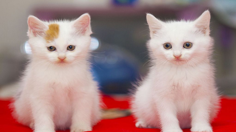 如何从猫咪的叫声中听懂信息,解读猫咪的各种叫声