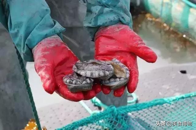 鲍鱼大全,带你认知全世界的鲍鱼(下)