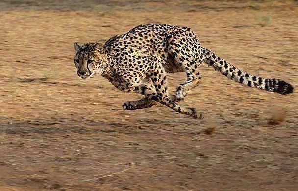 地球历史中最厉害的食肉动物,世界上有什么食肉动物