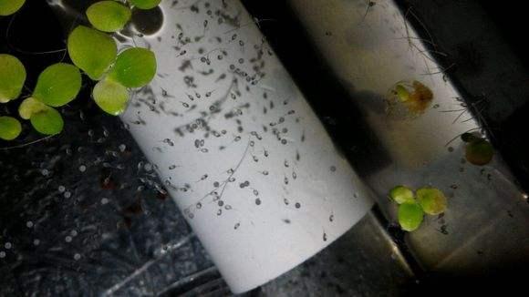 刚孵化的金鱼苗可以喂饲料粉末吗,刚孵化的金鱼苗喂什么东西