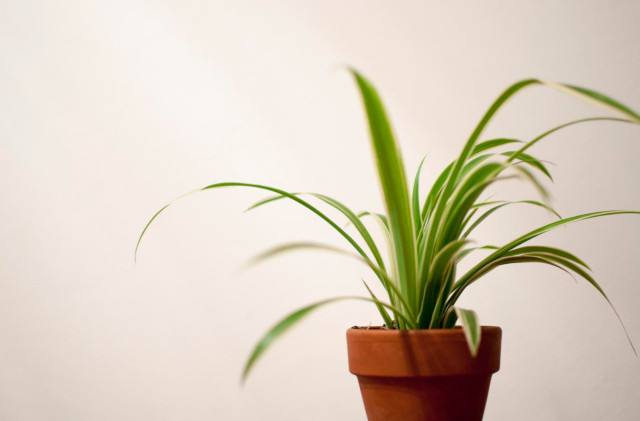 甲醛接触多久会得白血病,甲醛闻多久会得白血病