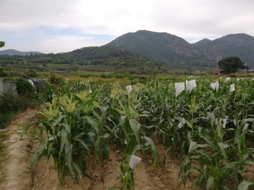 水果玉米是非转基因食品吗,糯玉米和甜玉米是转基因的吗