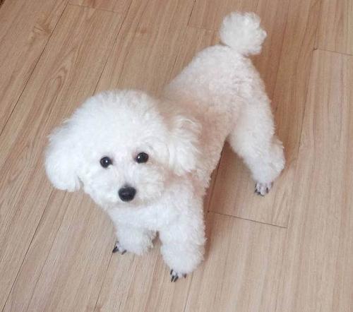 泰迪有几个品种颜色,泰迪有很多种颜色