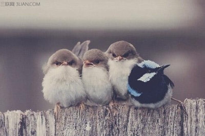 不合群是为了走得更远,不合群是真的孤独