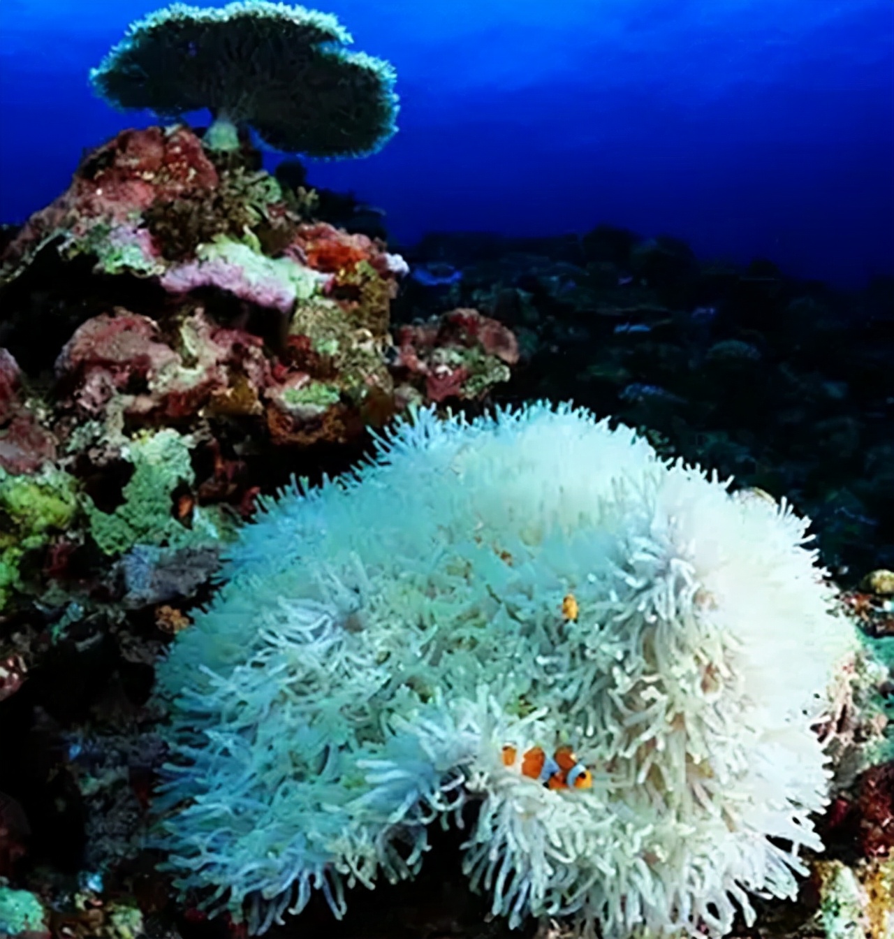 南海康泰滩,康泰礁