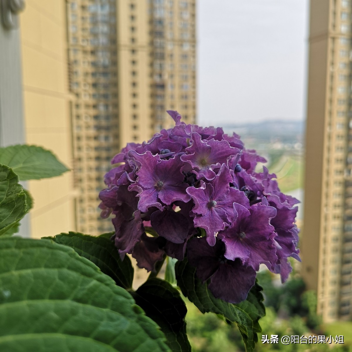 一年四季开花的绣球名字,6个颜色的绣球一起种