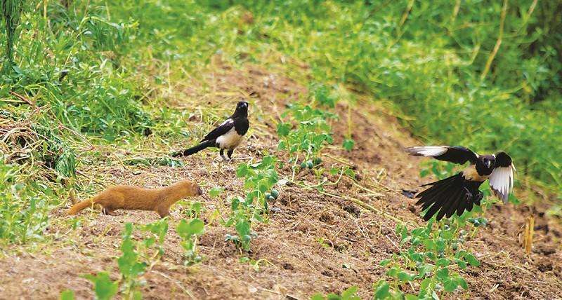 遇到白色黄鼠狼有啥说法吗,有关黄鼠狼的真实事件