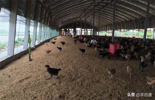 发酵床养鸡的最佳配方,阳台发酵床养鸡和鸽子