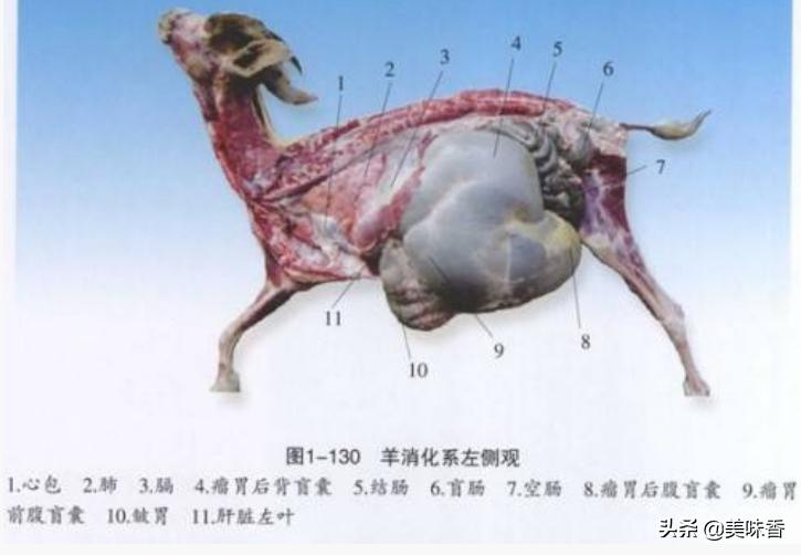 羊有几个胃能干什么,羊有几个胃分别叫什么名字