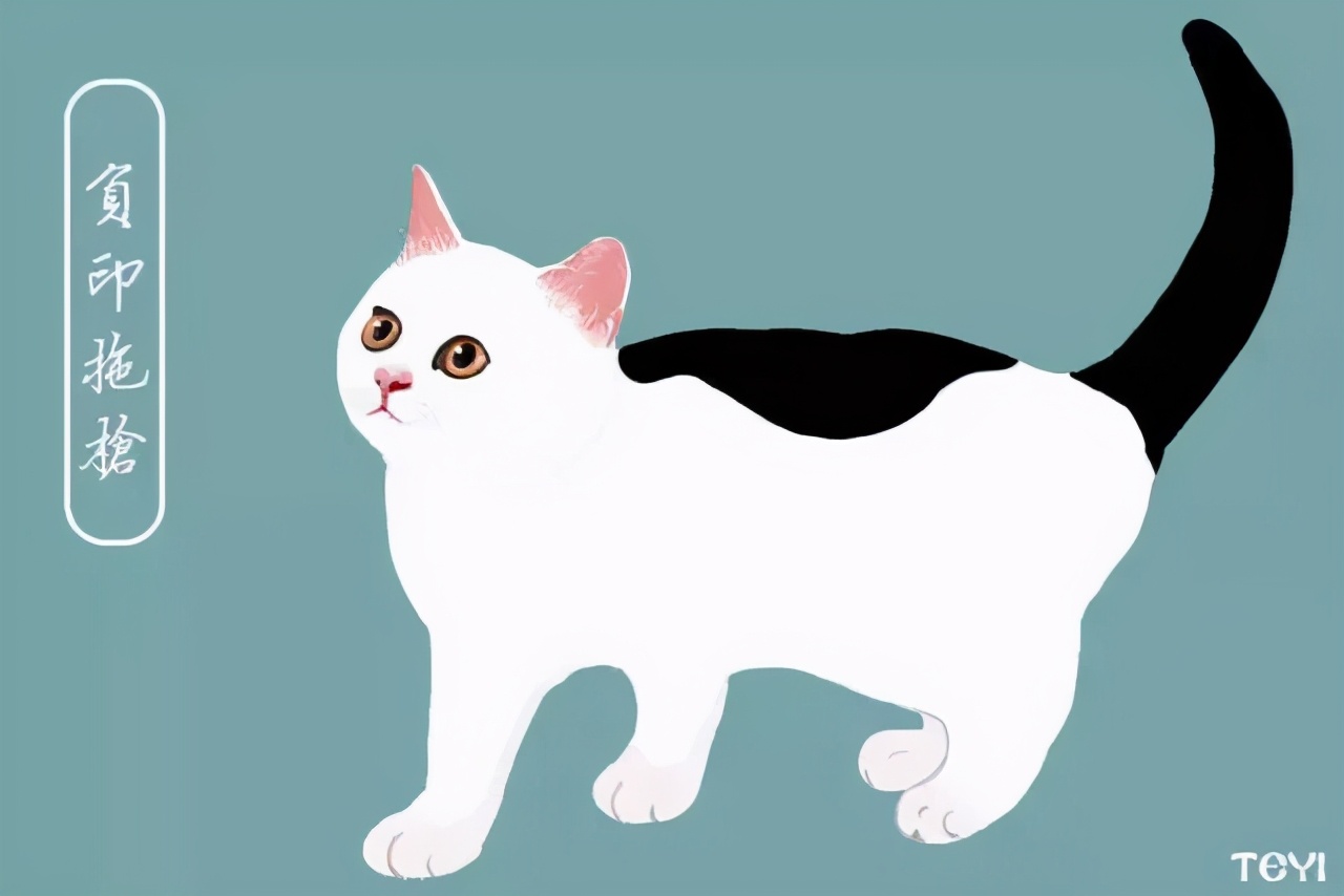 中华田园猫的品种介绍和图片大全,常见中华田园猫品种名称