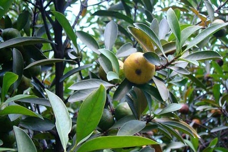 山竹的一些简单介绍和注意事项,怎样的山竹才是能吃得好山竹