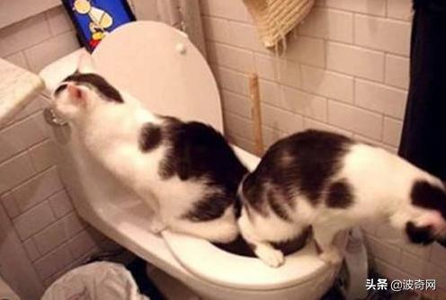 猫上了床有一股很臭的味道找不到,为什么猫的屁股碰到床单就臭