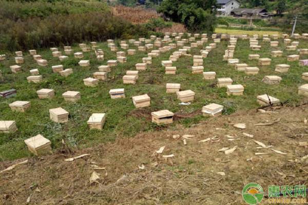 野生蜜蜂和养殖蜜蜂,养殖蜜蜂好还是养殖胡蜂好