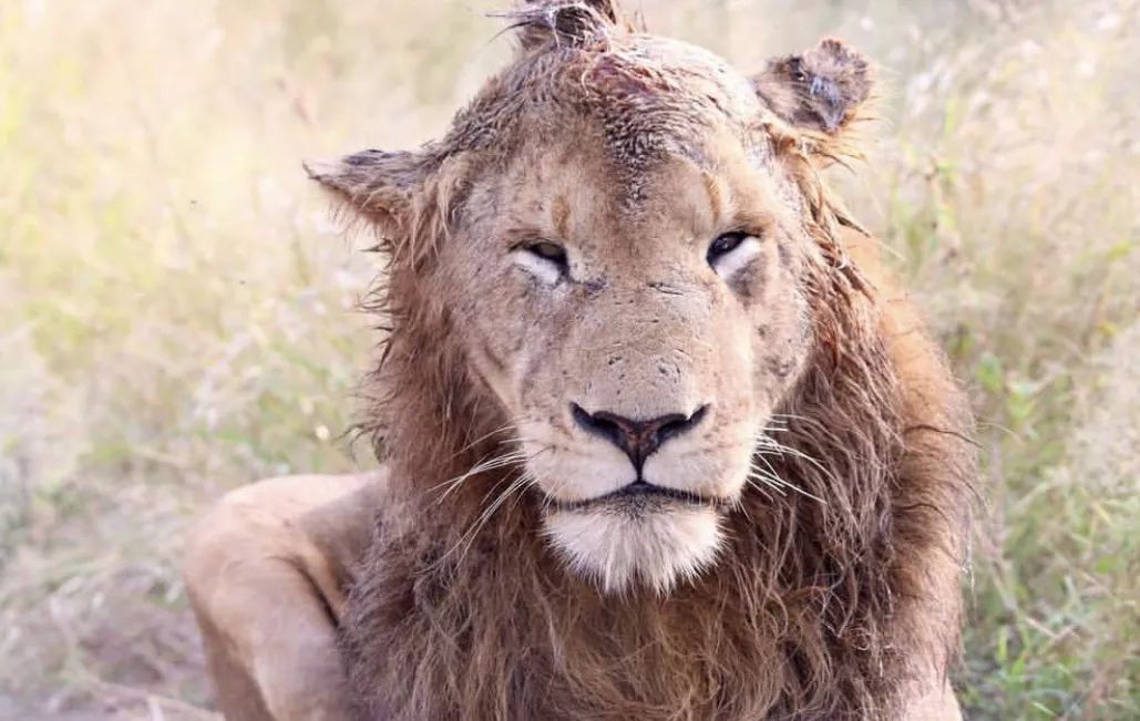 非洲猎游全攻略，让你分分钟玩转非洲草原