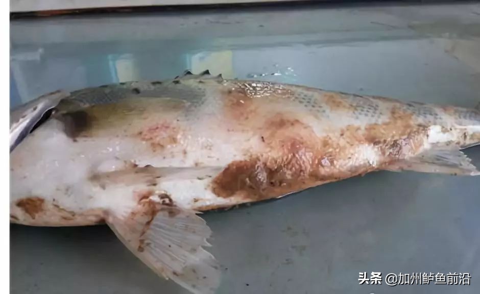 水霉病总是治不好？弄懂发病机理和特性，18条措施助你有备无患