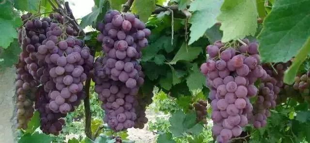 25个生活小窍门,25个日常生活小窍门