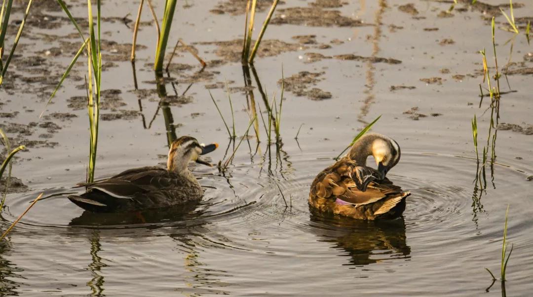 涂上黄色的“润唇膏”，TA就是野鸭中最靓的仔