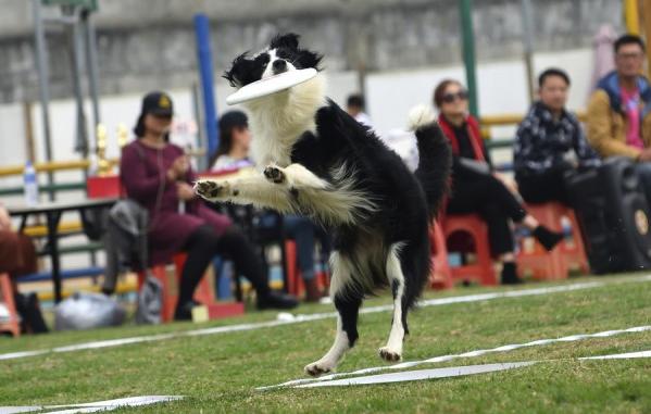 咬主人的狗能训练回来吗,咬主人的幼犬