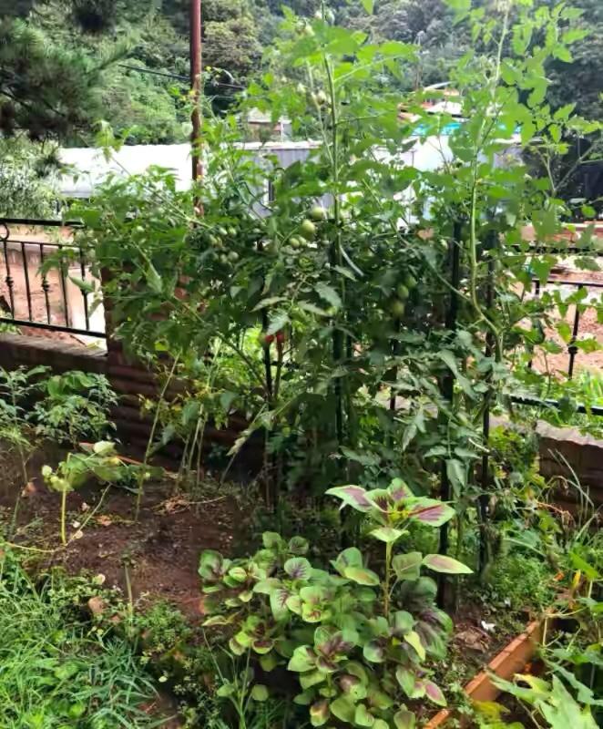 汤唯4岁女儿曝光,原创汤唯3岁女儿罕见曝光