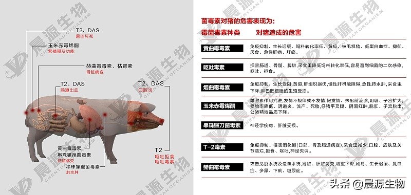 猪场霉菌毒素感染的症状,猪场频繁出现链球菌是怎么回事