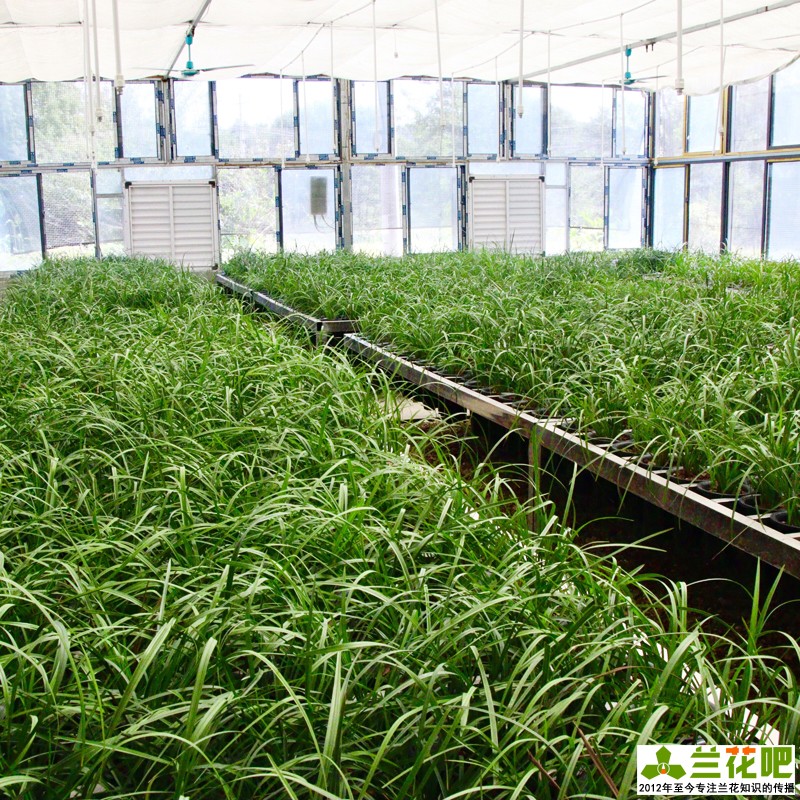 兰花怎么养才能旺盛小妙招,兰花怎样养才能养得好