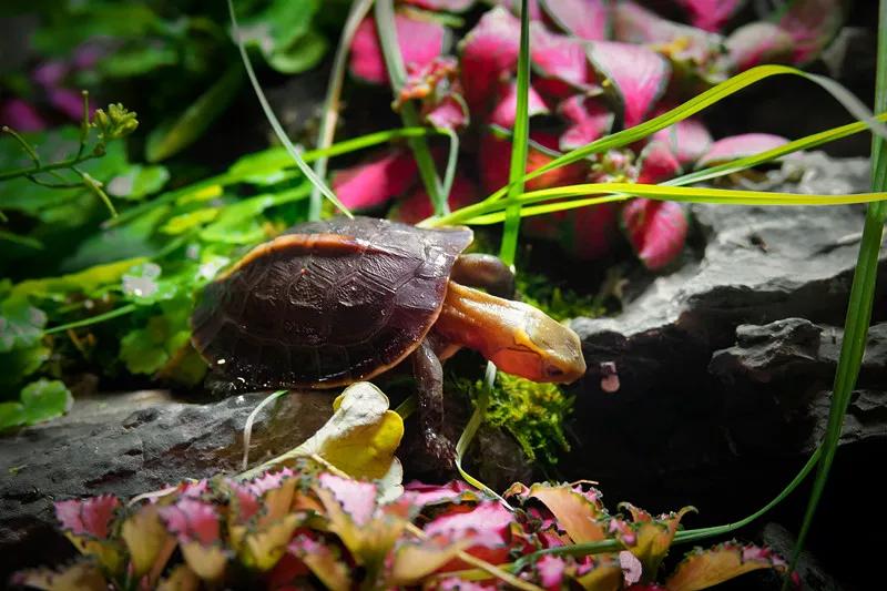 新手养龟常见的坏习惯与坏心态,饲养龟类需要注意什么细节