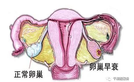 2019年即将逝去，干细胞治疗新时代已经到来
