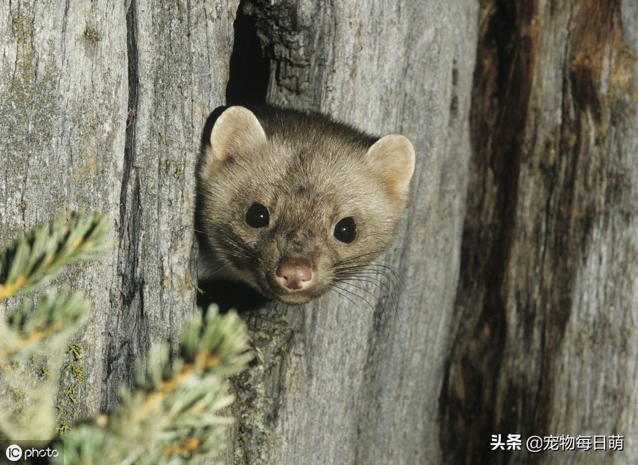 农村养了一种奇怪的鸡,农村养鸡最怕什么动物