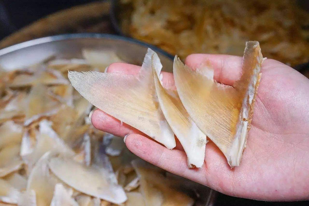 鲨鱼为什么不可以吃鱼翅,日本人为什么只吃鱼翅不吃鲨鱼