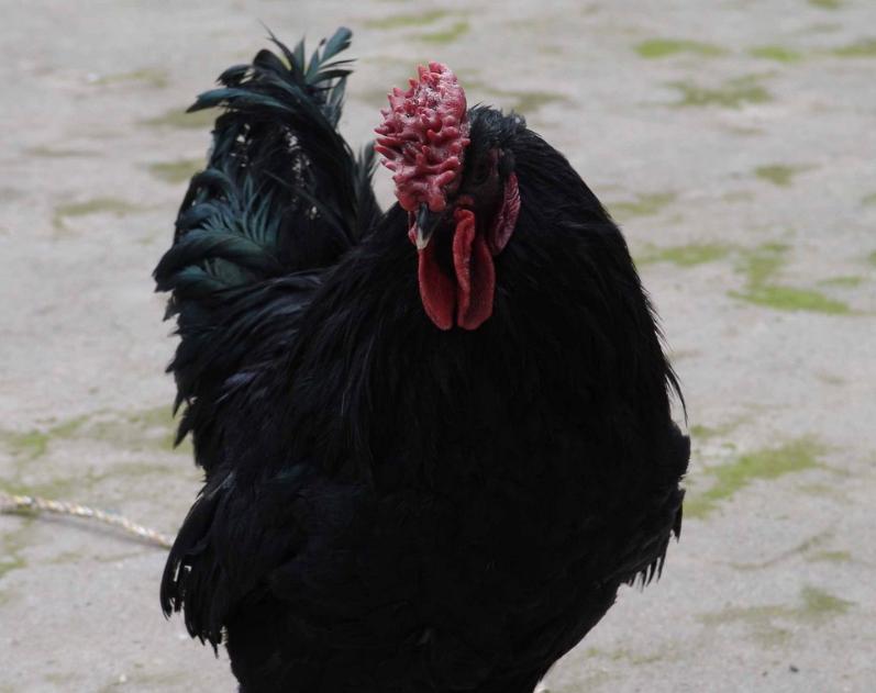 四川特色土货都有哪些,四川农村著名的美食有哪些