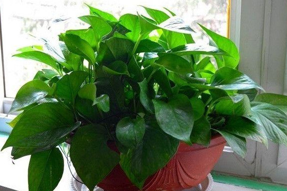 绿萝有毒还是没毒,绿萝有毒吗误食了咋办