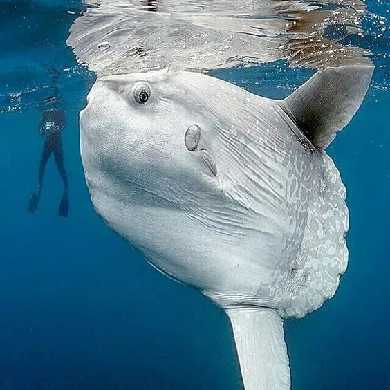 神秘的顶级海底照片难得一见,罕见海底美人照片