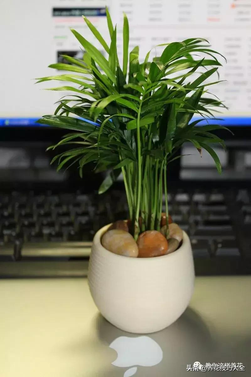 4种耐阴花好看好养活室内也能开,和绿萝长得很像耐阴的植物