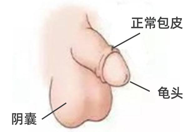 宝宝玩小JJ、包皮割不割?这9个小JJ的问题,有男宝的家长赶紧看