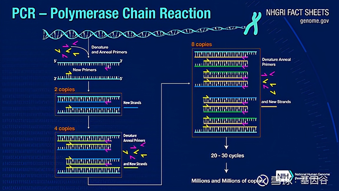 全场硬菜！分子诊断技术全解析