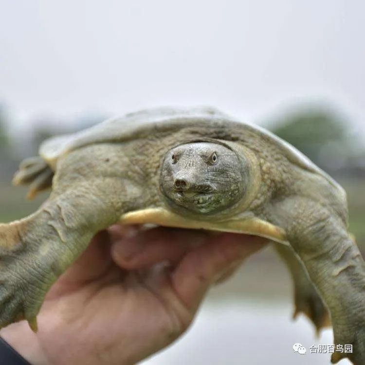 科普动物知识类短视频,龟鳖科普